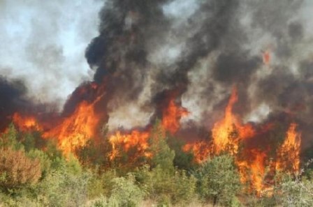 Nazirlik `ağac soyqırımı`nı nəzarətə götürdü